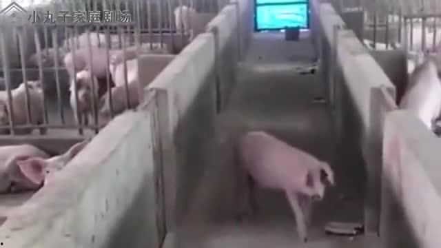 猪饲养员表情包